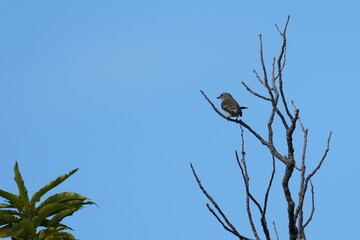 grey streaked flycatcher in a forest