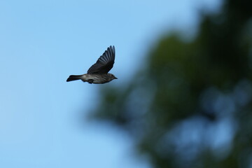 grey streaked flycatcher in a forest