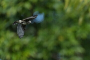 grey streaked flycatcher in a forest