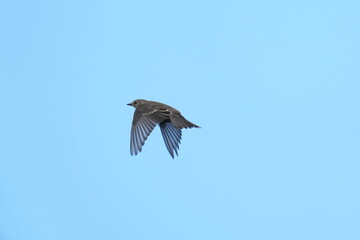 grey streaked flycatcher in a forest