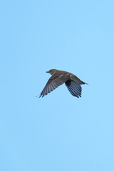 Fototapeta na wymiar grey streaked flycatcher in a forest