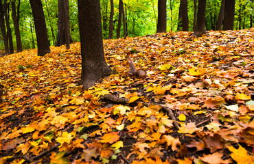 Fototapeta na wymiar A squirrel in an autumn forest
