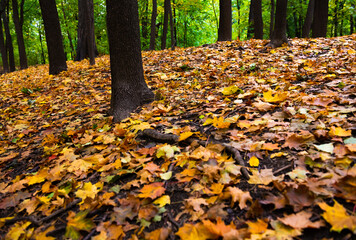 autumn leaves on the ground in the forest