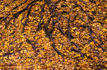 large roots of old trees and yellow leaves in an autumn forest