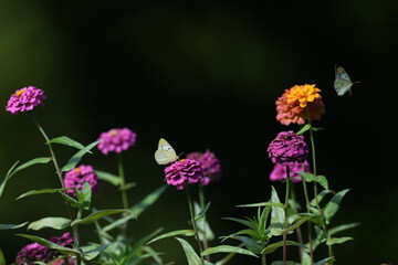 butterfly and colorful flowers