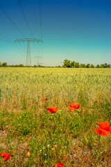 Beautiful farm landscape with meadow red and yellow flowers, wheat field, and high voltage power line towers in Germany, Summer, at sunset blue sky