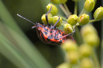 A italian striped bug on dill, close-up from the side.