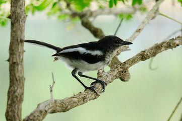 black and white bird