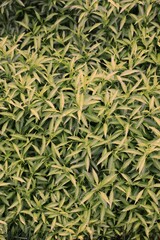 green grass background