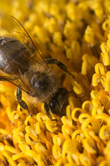 A bee pollinating a sunflower and drinking its nectar © Damian