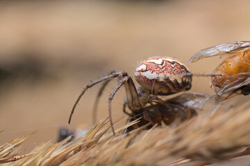 A cricket-bat orbweaver spider on its web.