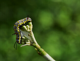 Beautiful nature caterpillar butterfly eat flower is very abundant life in the rain season.