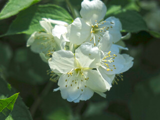 delicate fragrant jasmine is fragrant in the garden in spring