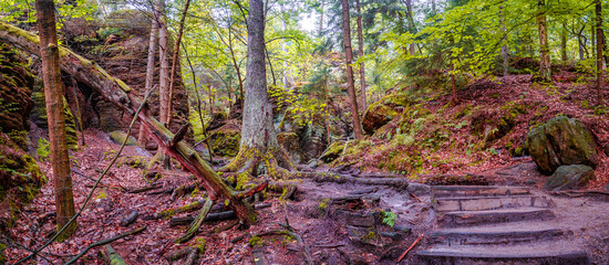 Panoramic over magical enchanted fairytale forest with fern, moss, lichen and sandstone rocks at...