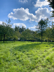 Landschaft mit Wiese und Bäumen
