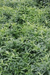 green grass background