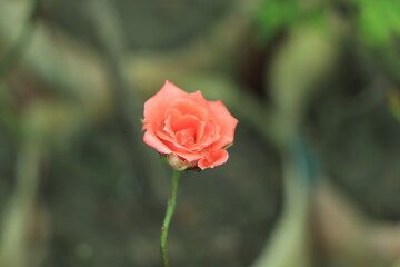 blooming yellow rose in garden