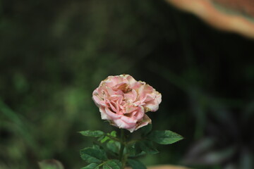 Light pink flower in selective focus blooming on a garden