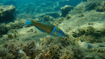 Ornate wrasse (Thalassoma pavo) undersea, Aegean Sea, Greece, Halkidiki
