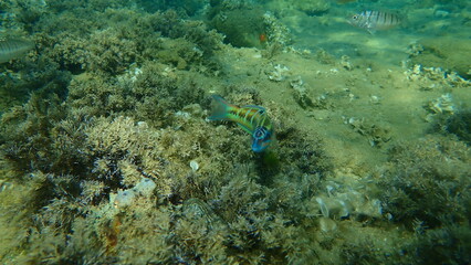 Ornate wrasse (Thalassoma pavo) undersea, Aegean Sea, Greece, Halkidiki

