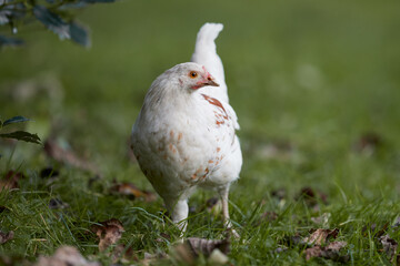 Young white rooster of Poland chick free range in garden