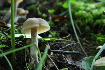 Wytworny grzyb o białym kapelusiku z rodziny strzępiaków (Inocybe sp.)