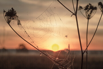 Coastal vegetation silhouettes over a lake on a foggy morning
