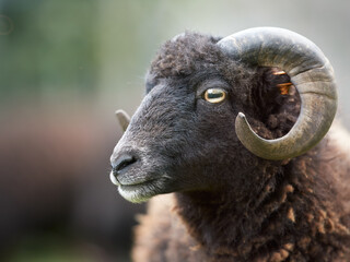 Close up of black male Ouessant sheep (Ushant or Breton dwarf)