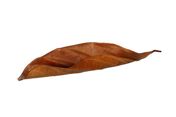 Dried leaves