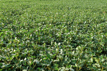 Fototapeta na wymiar Soybean plant on an agricultural field as background