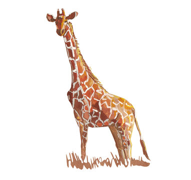 hand-drawn red giraffe in full growth for fabric print, print on a T-shirt, drawing for a bag. Design solutions for decoration without a background