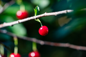 Sour cherry and cherries. Fruit and vegetables. Plant and plants.