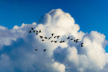 Wildgänse vor dramatischer Wolkenkulisse im Flug