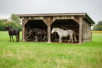 Naturschutzgebiet Leipheimer Moos, Pferde auf Weide im Unterstand