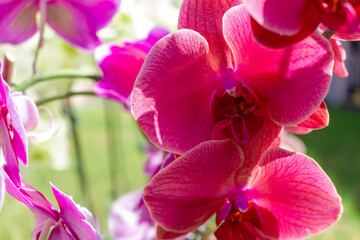 Colourful orchid flowering outdoors, in full bloom on a sunny day