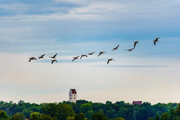 Schwarm Wildgänse im Naturschutzgebiet Leipheimer Moos, Donaumoos, mit Kirchturm von Günzburg © JM Soedher