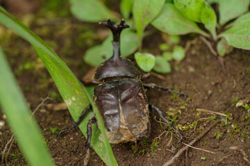 カブトムシがいた