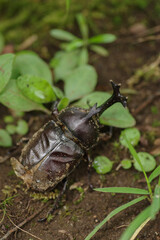 カブトムシがいた