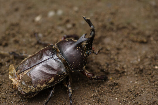 カブトムシがいた