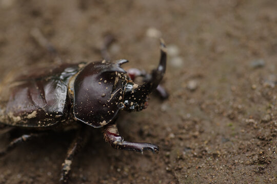 カブトムシがいた
