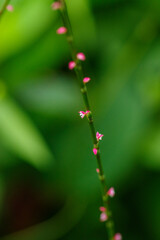 ミズヒキの小さな赤と白の花が咲いている