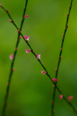 ミズヒキの小さな赤と白の花が咲いている