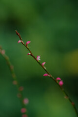 ミズヒキの小さな赤と白の花が咲いている