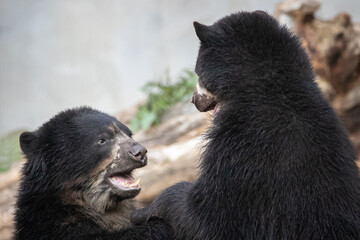 two black spectacled bears playing while standing