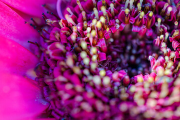 Macro capture of bright, spring flowers in full bloom, on sunny days. 