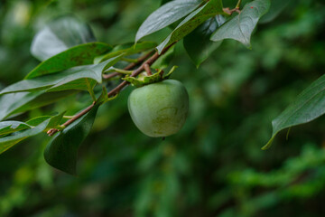 8月の下旬にカキはまだ緑色