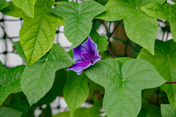 アサガオが開いている