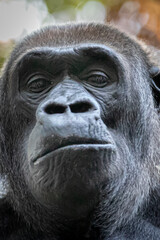 vertical portrait of a gorilla