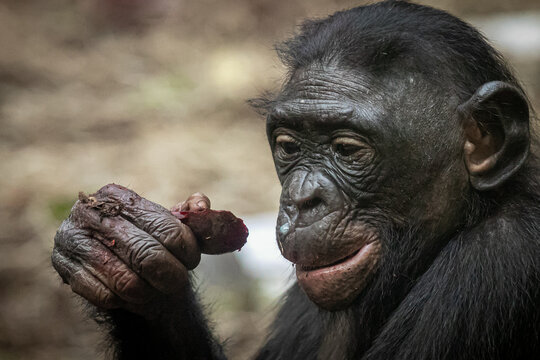 a bonobo monkey eating a beet