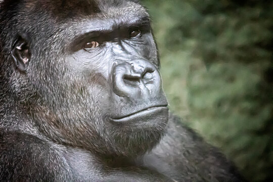 Closeup Portrait Of A Strong Gorilla